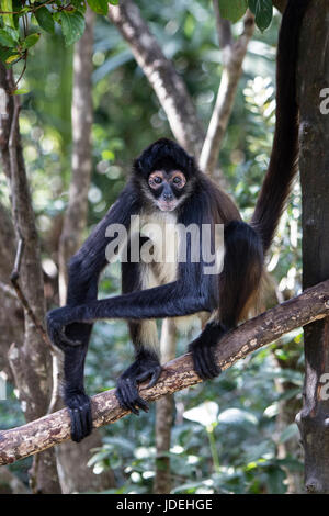 Singe araignée du Yucatan, Ateles geoffroyi, Turneffe Atoll, des Caraïbes, le Belize Banque D'Images