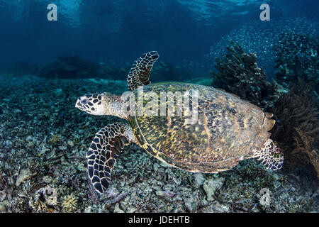 La tortue imbriquée, Eretmochelys imbricata, Raja Ampat, Papouasie occidentale, en Indonésie Banque D'Images