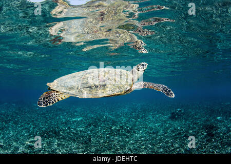 La tortue imbriquée, Eretmochelys imbricata, Raja Ampat, Papouasie occidentale, en Indonésie Banque D'Images