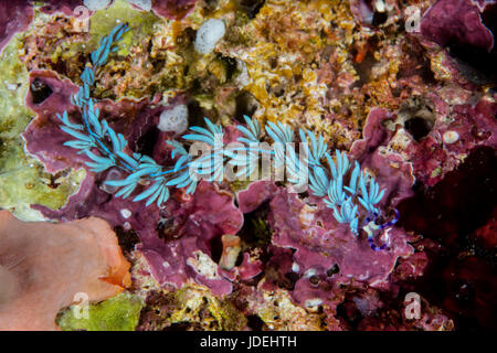 Nudibranche Dragon bleu, Pteraeolidia ianthina, Raja Ampat, Papouasie occidentale, en Indonésie Banque D'Images