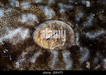 Oeil de Wobbegong Eucrossorhinus dasypogon, pampilles, Raja Ampat, Papouasie occidentale, en Indonésie Banque D'Images