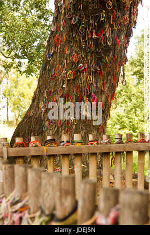 Arbre mort contre lequel les bourreaux frappent les enfants. Choeung Ek Killing Fields, près de Phnom Penh, Cambodge Banque D'Images