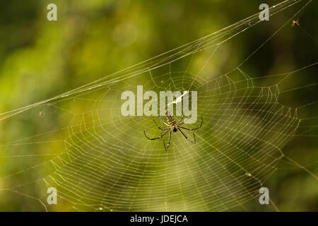 Nephila maculata, Giant plate longue-Orb Weaver, Giant Spider web sur bois Banque D'Images