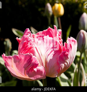Une tulipe perroquet rose Banque D'Images
