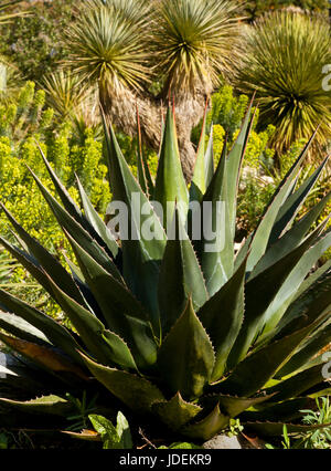 Plante d’Aloe Vera Banque D'Images