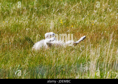 Golden Retriever de couleur platine roulant sur son dos dans un pâturage ranch Banque D'Images