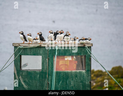 Groupe de macareux, perché au sommet de la structure de tentes précaires occupés par des cordes, à l'île de mai Firth of Forth, Ecosse, Royaume-Uni Banque D'Images