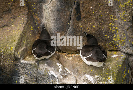 Close up de deux petits pingouins, Alca torda, nichant sur falaise rocheuse d'œufs ou de protection chick, à l'île de mai dans le Firth of Forth, Ecosse, Royaume-Uni Banque D'Images