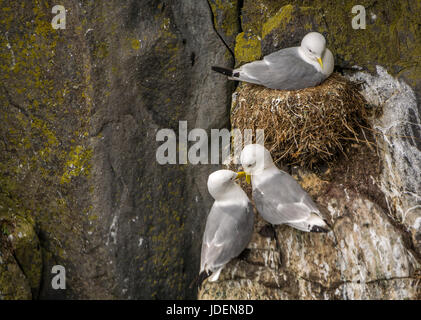 Close up de mouettes tridactyles (Rissa tridactyla),, nichant sur des falaises, à l'île de mai, Firth of Forth, Ecosse, Royaume-Uni Banque D'Images