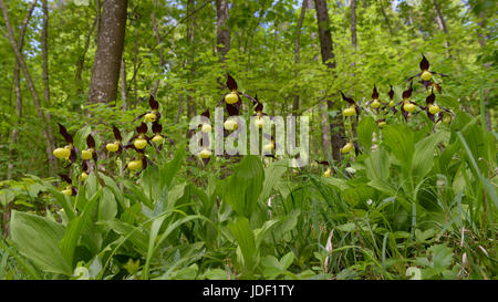 Yellow Lady's Slipper orchid (Cypripedium calceolus), dans la forêt de hêtres de la Réserve de biosphère, Jura souabe, Bade-Wurtemberg Banque D'Images