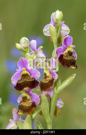 La fin de l'orchidée araignée (Ophrys holoserica), Lechauen, Bavière, Allemagne Banque D'Images