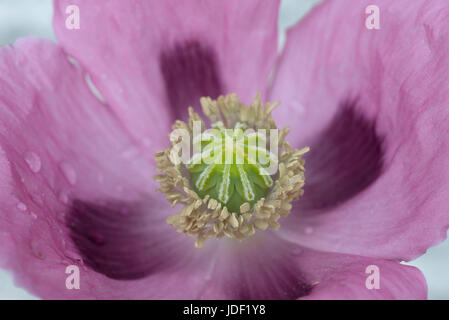 Fleur de pavot à opium (Papaver somniferum), close up, Bavière, Allemagne Banque D'Images