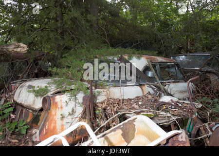 Rusty classic car sous des branches de pins dans la région de junkyard. Banque D'Images