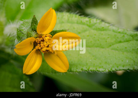 Chrysogonum virginianum minuscules fleurs jaune à l'état sauvage Banque D'Images