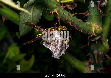 Les guêpes dangereux la construction d'un nouveau nid Banque D'Images