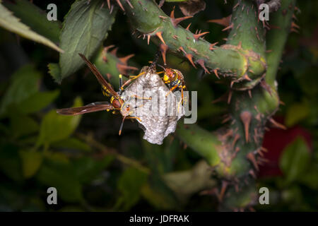 Les guêpes dangereux la construction d'un nouveau nid Banque D'Images
