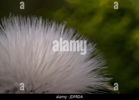 Petite fleur de coton blanc eriophorum dans la nature Banque D'Images