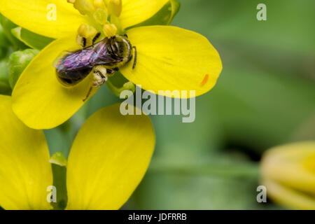 Petite guêpe noire sur une fleur jaune primevère Banque D'Images