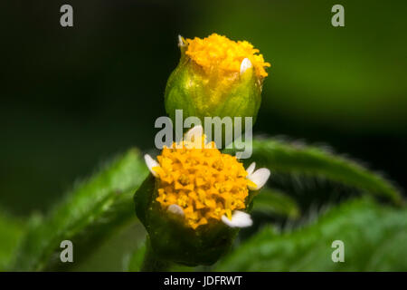 Un peu jaune fleurs galinsoga dans un jardin