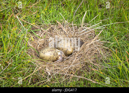 Nid de la politique commune de Gull (Larus canus) allongé sur le sol dans l'herbe verte avec deux oeufs, l'un des œufs à couver est Banque D'Images