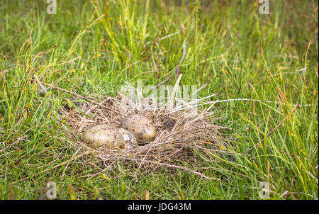 Nid de la politique commune de Gull (Larus canus) allongé sur le sol dans l'herbe verte avec deux oeufs, l'un des œufs à couver est Banque D'Images