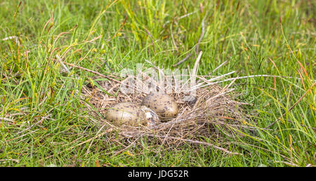 Nid de la politique commune de Gull (Larus canus) allongé sur le sol dans l'herbe verte avec deux oeufs, l'un des œufs à couver est Banque D'Images