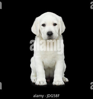 Chiot labrador isolé sur fond noir Banque D'Images