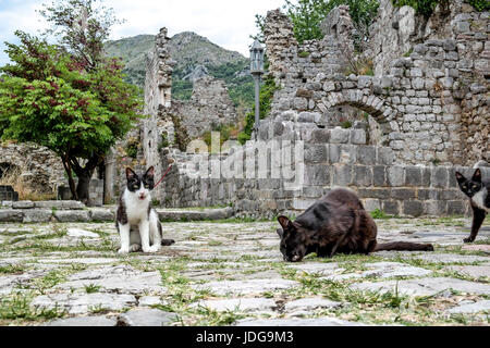 Les chats dans les ruines de Stari Bar, Monténégro Banque D'Images