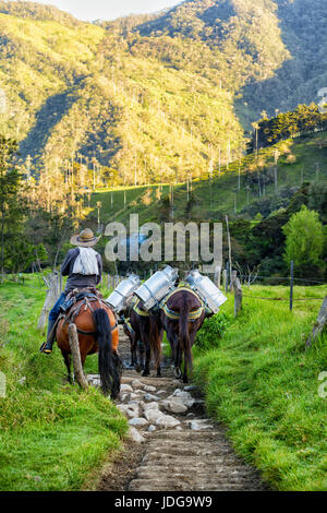 SALENTO, COLOMBIE - 5 juin : la fumée se dissipe autour d'un homme non identifié conduit chevaux rempli de lait de vache dans un sentier rocheux près de Salento, la Colombie au mois de juin Banque D'Images