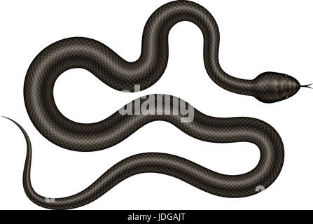 Black Snake illustration. Serpent isolé sur fond blanc. Banque D'Images