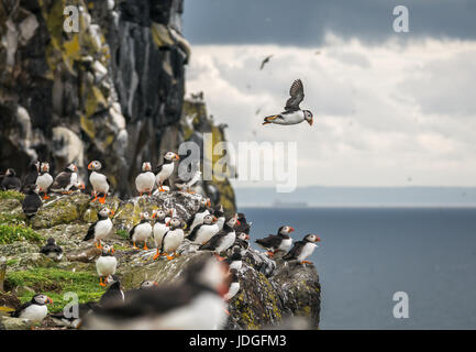 Groupe de macareux moine, Fratercula arctica Macareux moine sur falaise avec planant dans l'air, l'île de mai, Firth of Forth, Ecosse, Royaume-Uni Banque D'Images