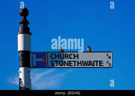 Avale assis sur roadsign. Banque D'Images