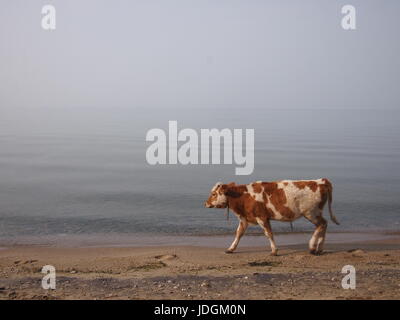 Une vache en marchant le long des eaux calmes du lac Baikal, Sibérie Banque D'Images