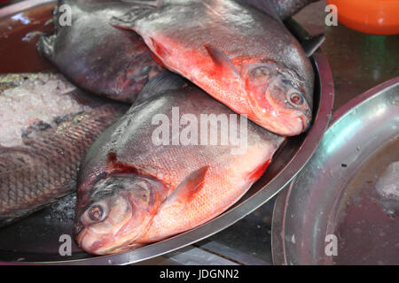 Poisson-chat fraîchement pêché sur la feuille de palmier, le matin, dans un marché aux poissons, le Myanmar (Birmanie) Banque D'Images