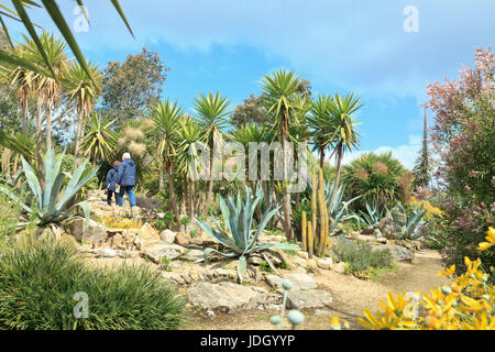France, Finistère (29), le jardin exotique de Roscoff, rocaille, dominée par les Yucca elephantipes (utilisation Presse et édition livre uniquement avec Banque D'Images