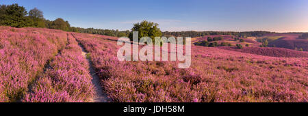 Un chemin à travers les collines sans fin de fleurs de bruyère. Posbank photographiés à l'aux Pays-Bas. Banque D'Images