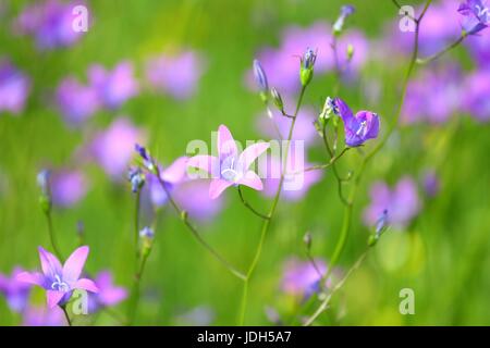 Fleurs de printemps on meadow Banque D'Images