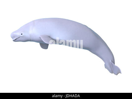 Le rendu 3D d'un beluga whale blanc isolé sur fond blanc Banque D'Images