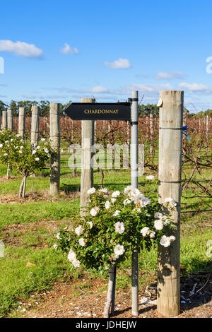 Rangées de vignes de chardonnay en hiver à la vigneron vignoble noir, noir Brewing Co. Caves Rd, Wilyabrup, Margaret River, Australie-Occidentale Banque D'Images