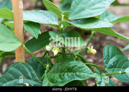 Des plants de haricot nain 'Ferrari' poussant dans un sol riche en compost dans un potager, au Royaume-Uni. Banque D'Images