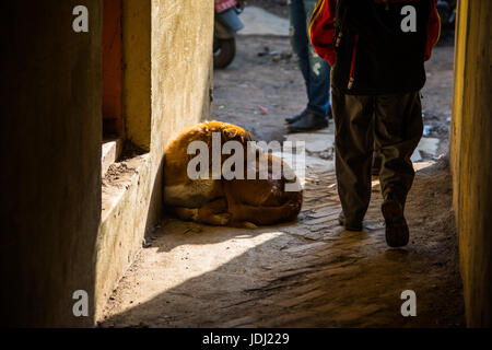 Chien dans une ruelle étroite dans Thamel, Katmandou, Népal Banque D'Images