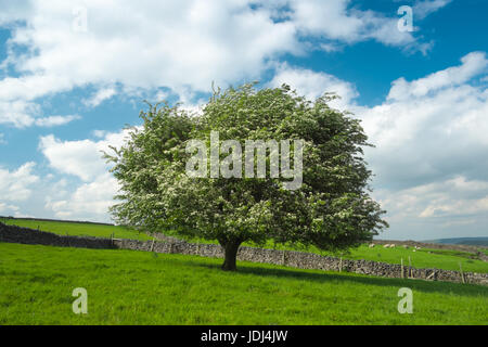 Un arbre d'aubépine en fleurs sous un ciel bleu et des nuages qui ondulent le long de Tideswell to Rake (3) Banque D'Images