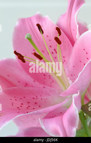 Lilium flower close up Banque D'Images