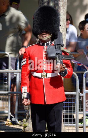 Un paquebot Coldstream Guard en position pour Trooping the Colour 2017, The Mall, Londres, Royaume-Uni Banque D'Images