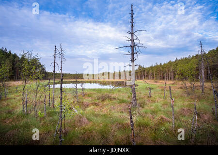 Paysage panoramique à partir de la mire à matin d'été dans le Parc National, Liesjärvi, Finlande. Banque D'Images