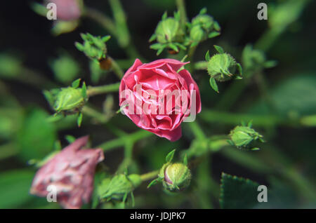 Macro : fleur rose bud avec un petit insecte à l'intérieur. Boutons floraux rose entouré d'autres bourgeons verts. Banque D'Images