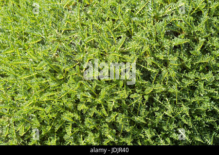 Moss tropical exotique en arrière-plan de la forêt ensoleillée. Extreme close up stock photo. Banque D'Images