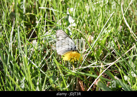 Un papillon sur une fleur avec un zlot. Se cachant dans une fine herbe verte. L'orientation horizontale de la feuille. La photo pour votre conception Banque D'Images