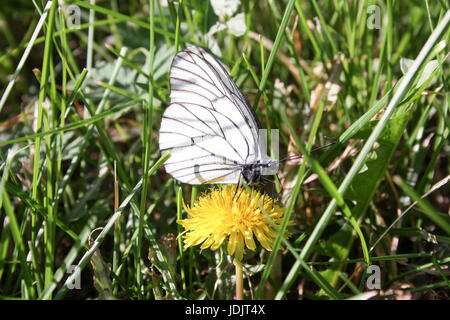 Un papillon sur une fleur avec un zlot. Sur fond d'herbe verte. L'orientation horizontale de la feuille. La photo pour votre conception Banque D'Images