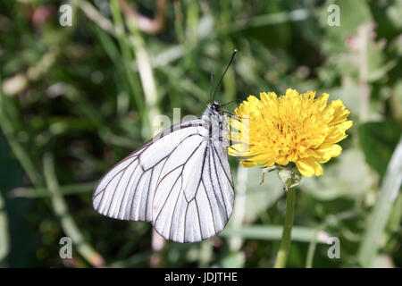 Un papillon blanc balançoires sur un pissenlit jaune. Sur fond d'herbe verte. La photo pour votre conception Banque D'Images